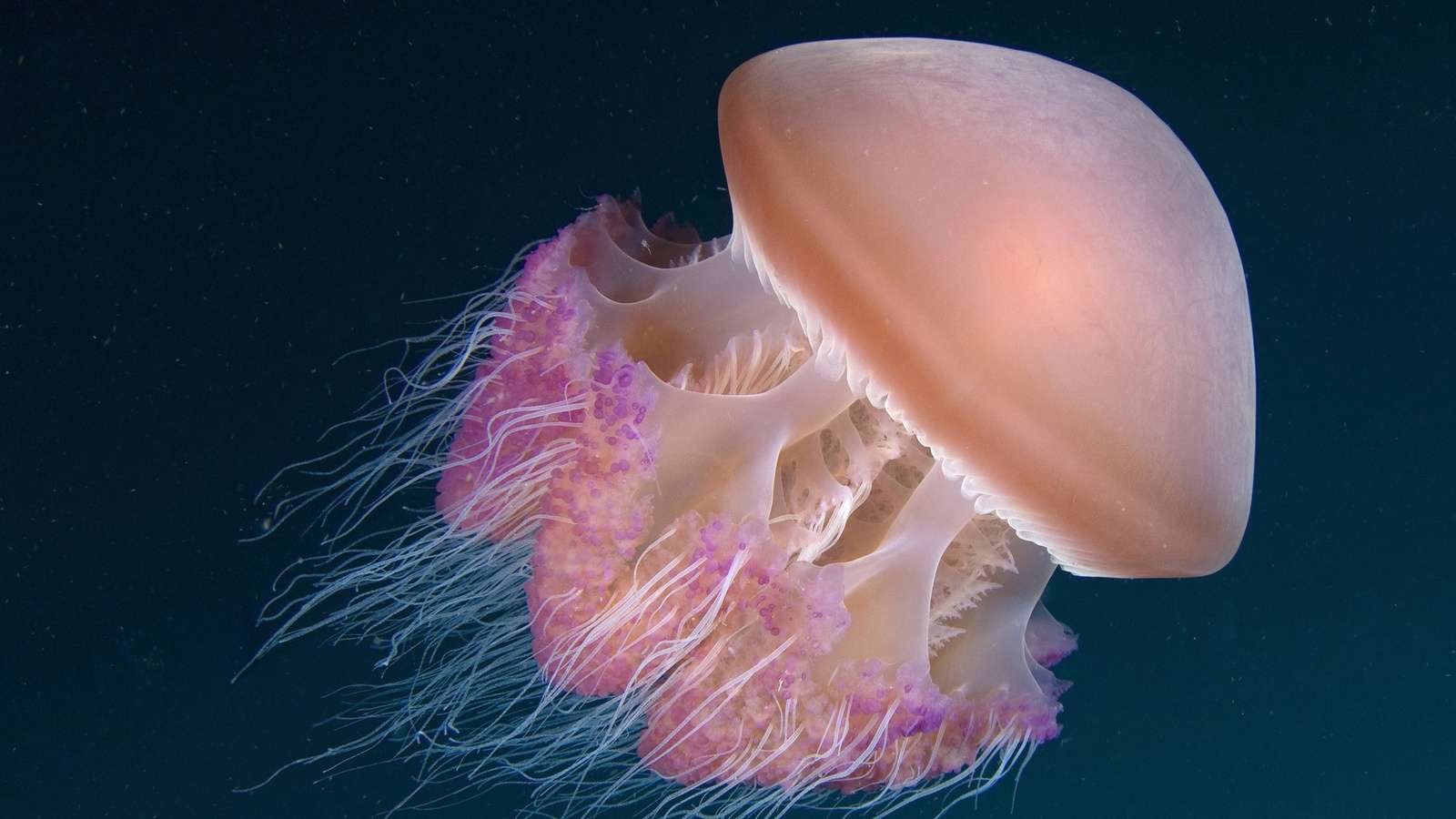 Do Jellyfish Eat Shrimp
