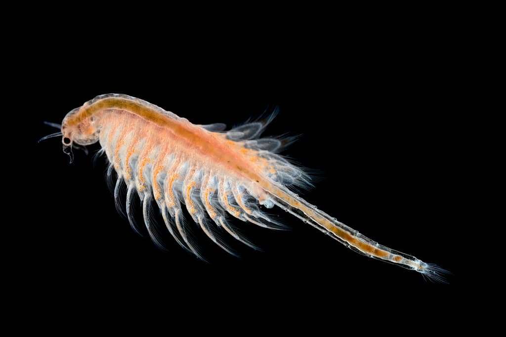 How Long Do Brine Shrimp Live
