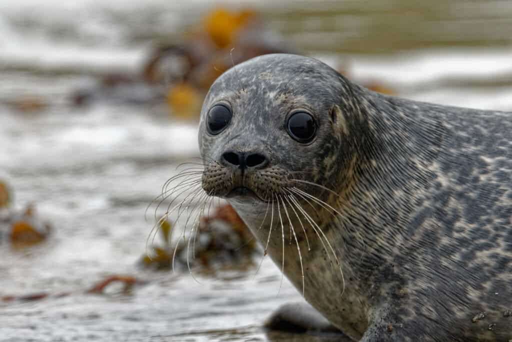 Can Seals Breathe Underwater