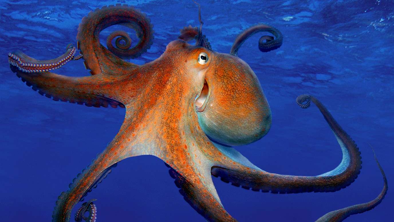 How Long Do Octopuses Live
