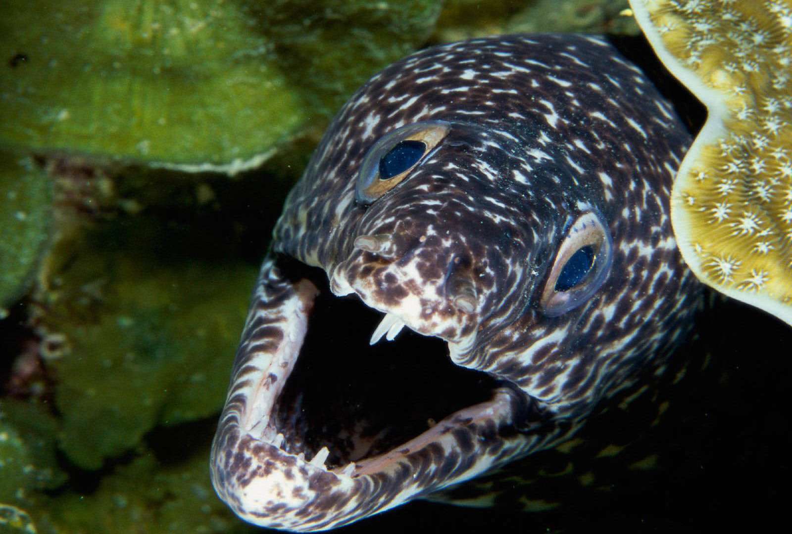 Is An Eel Considered A Fish