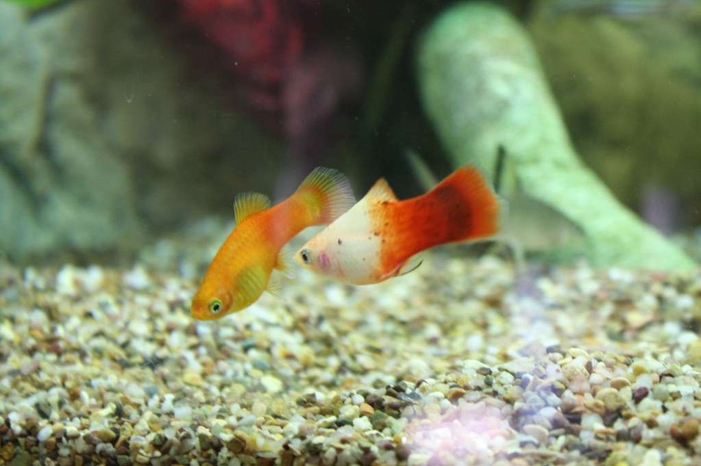 Can Platy And Molly Breed