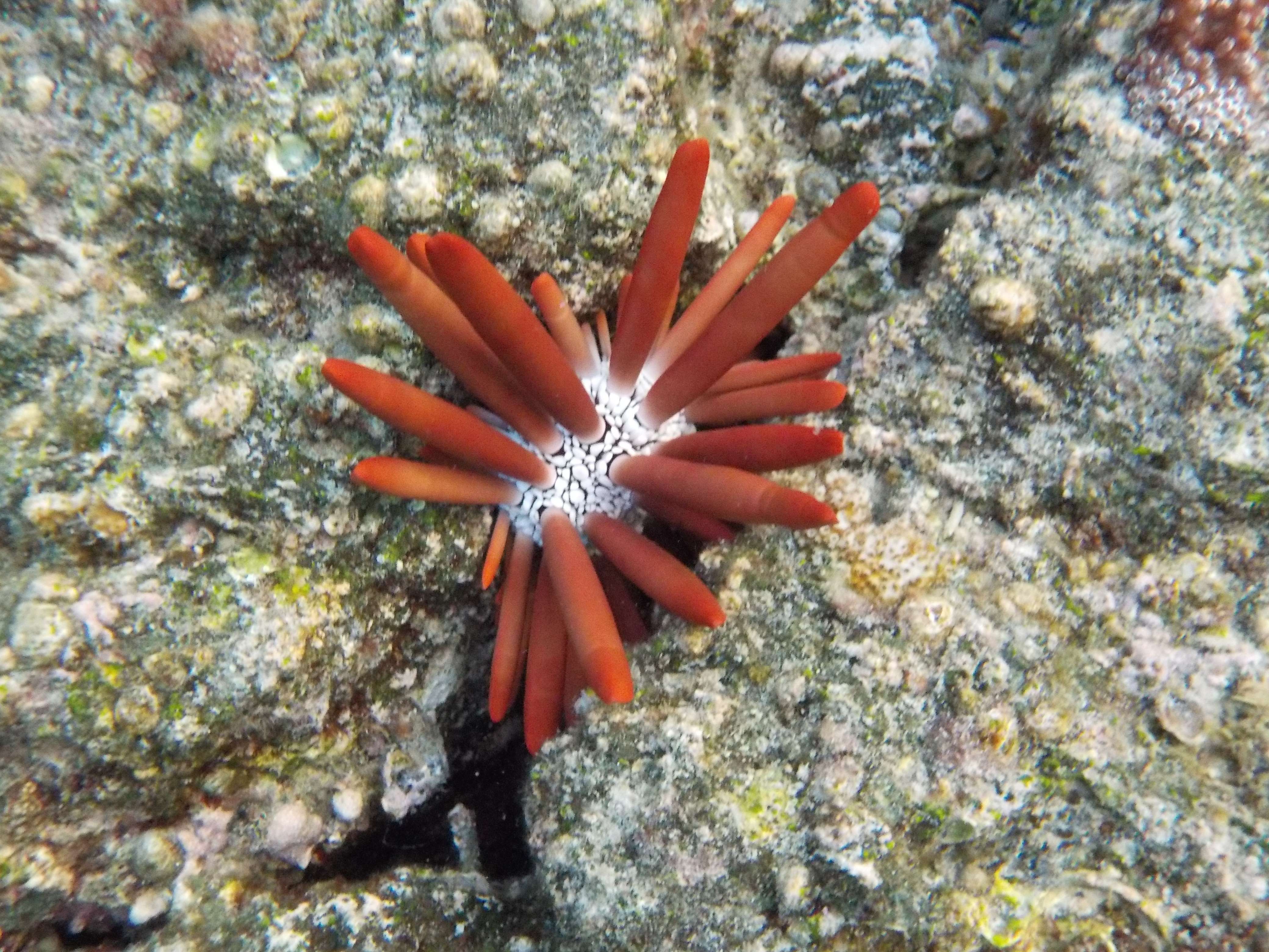 Are Sea Urchins In Hawaii Poisonous
