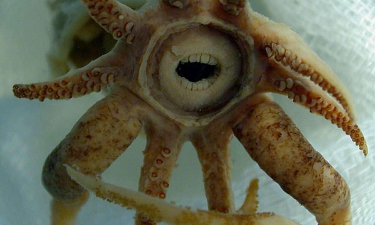 Do Octopus Have Teeth
