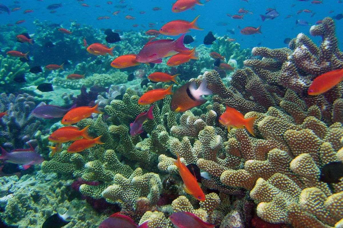 How Will Ocean Acidification Affect Coral Reefs
