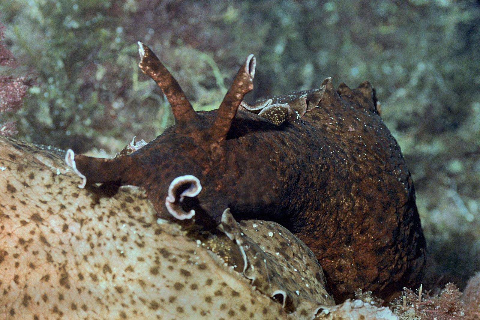 What Is A Sea Hare