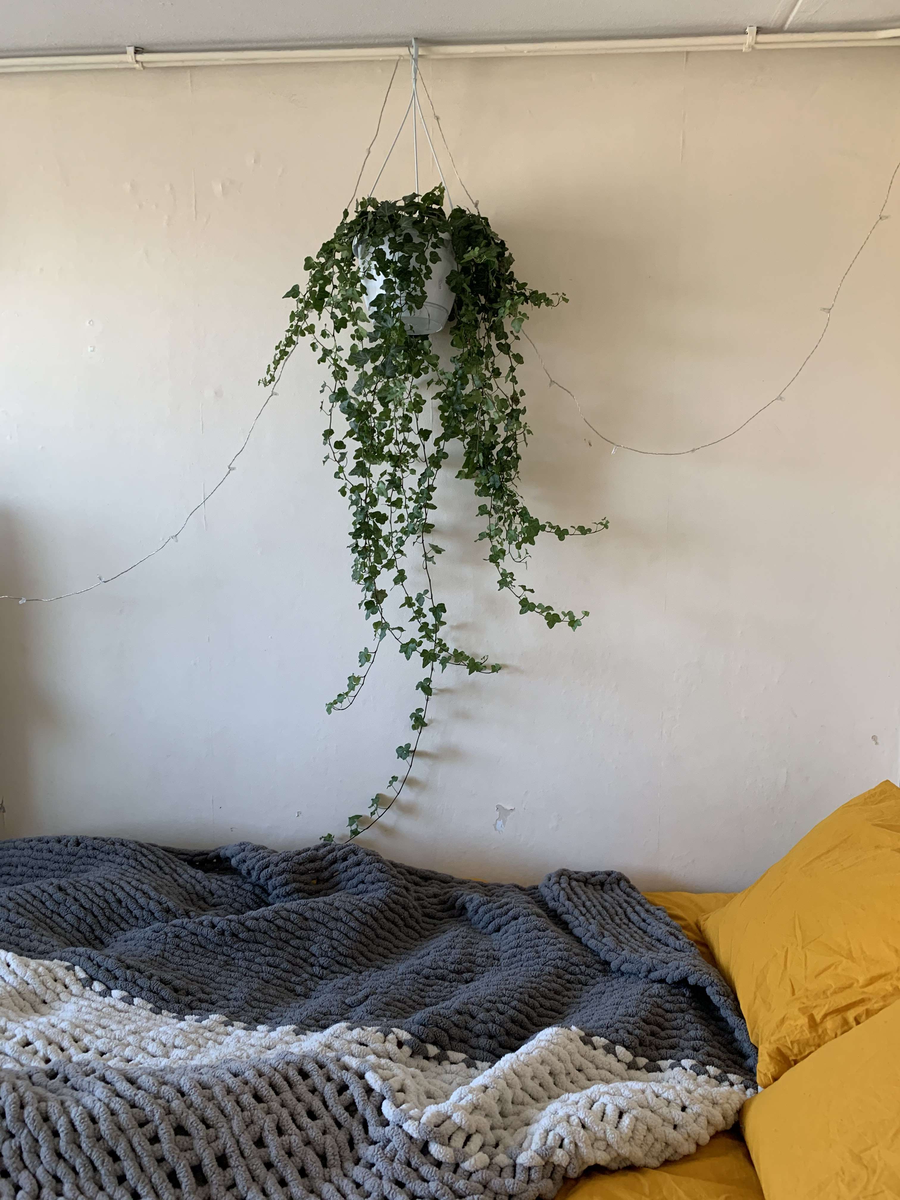 Hanging plant over bed