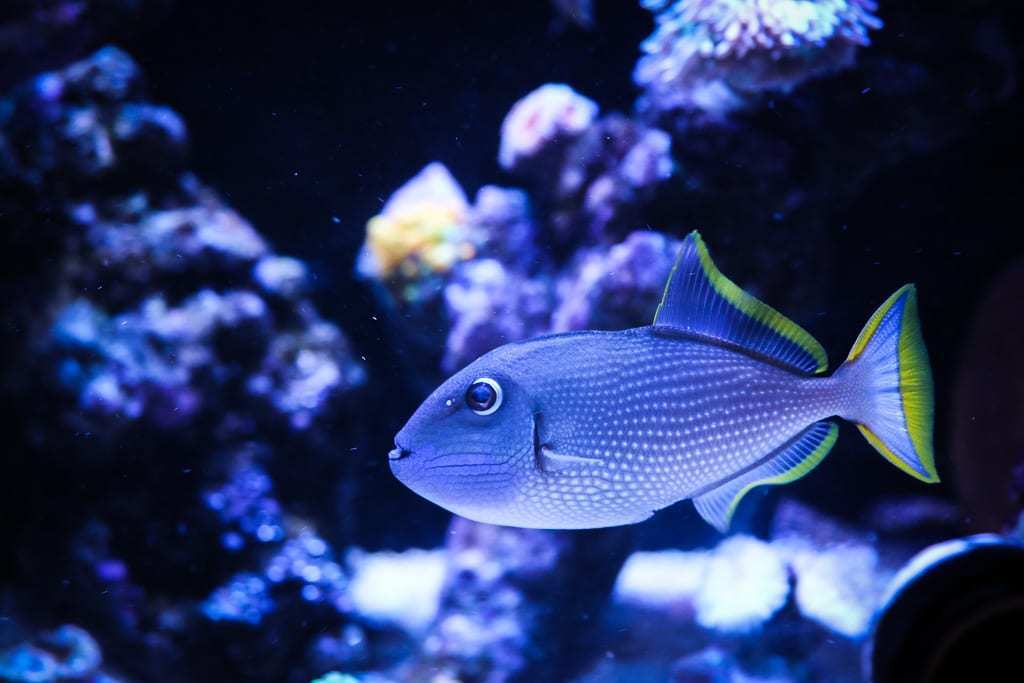Reef-Safe Triggerfish Behavior In Coral Ecosystems
