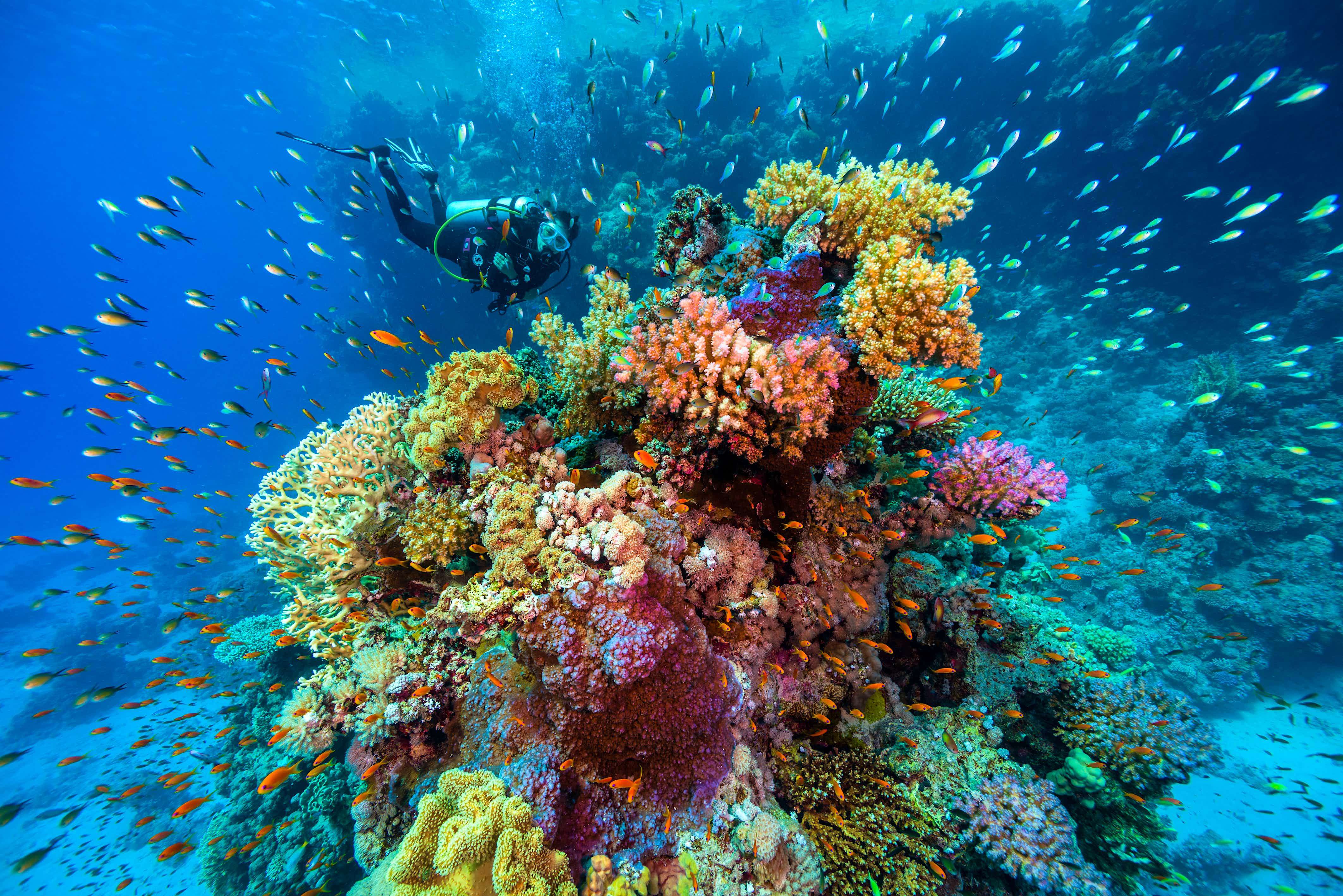 What Is The Largest Coral Reef In The World
