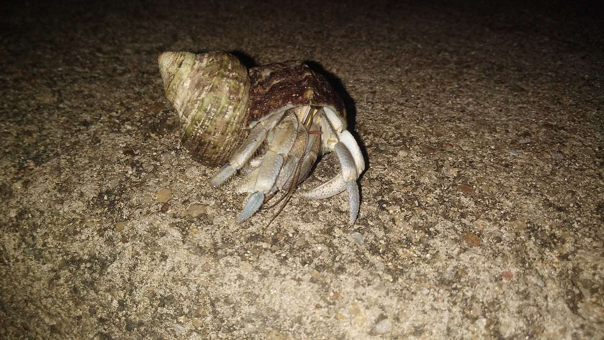 Can Hermit Crabs See In The Dark