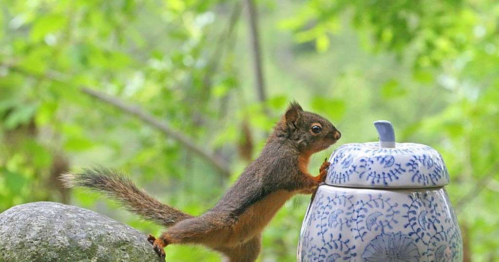 Are Squirrels Smart