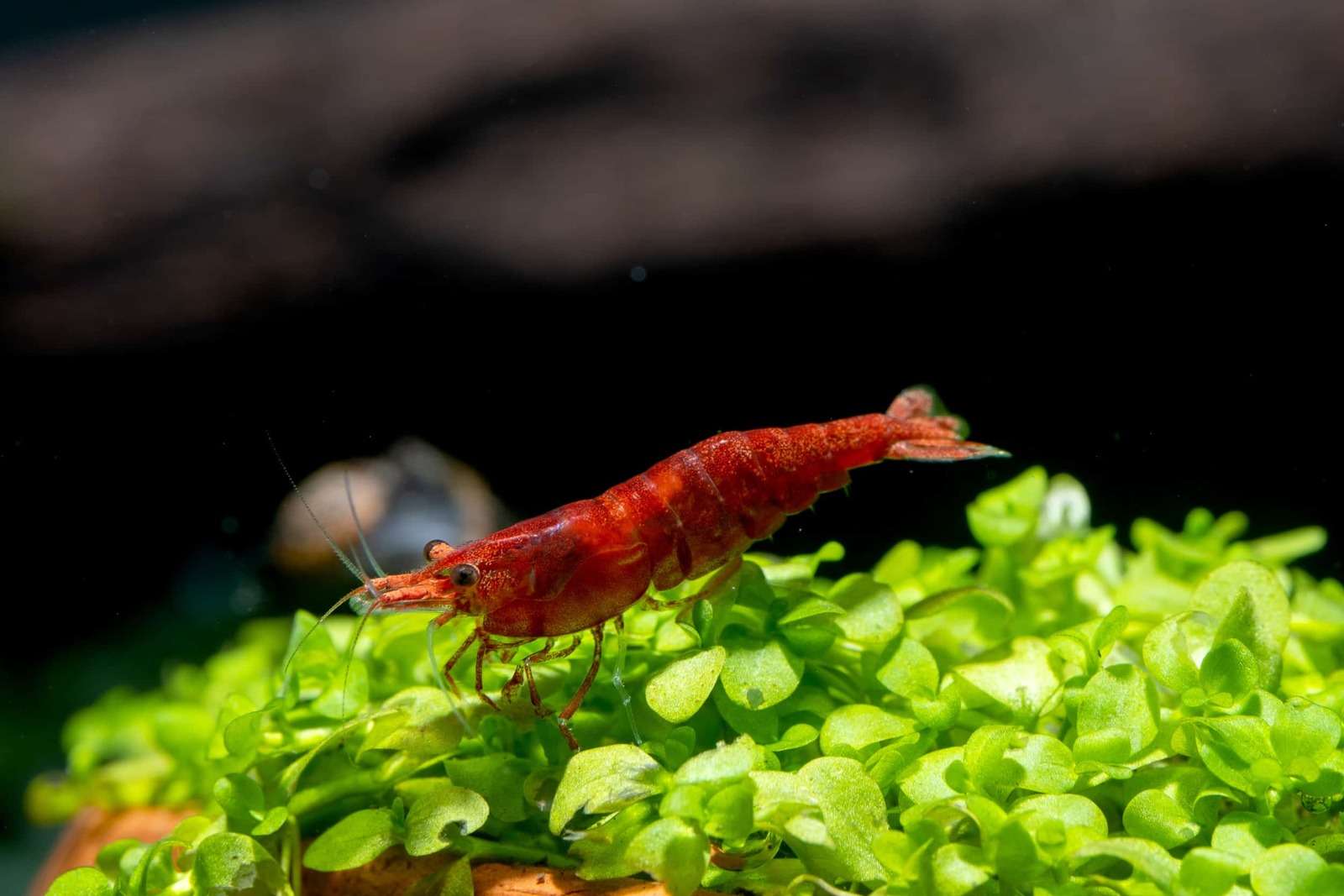 How Fast Do Cherry Shrimp Breed