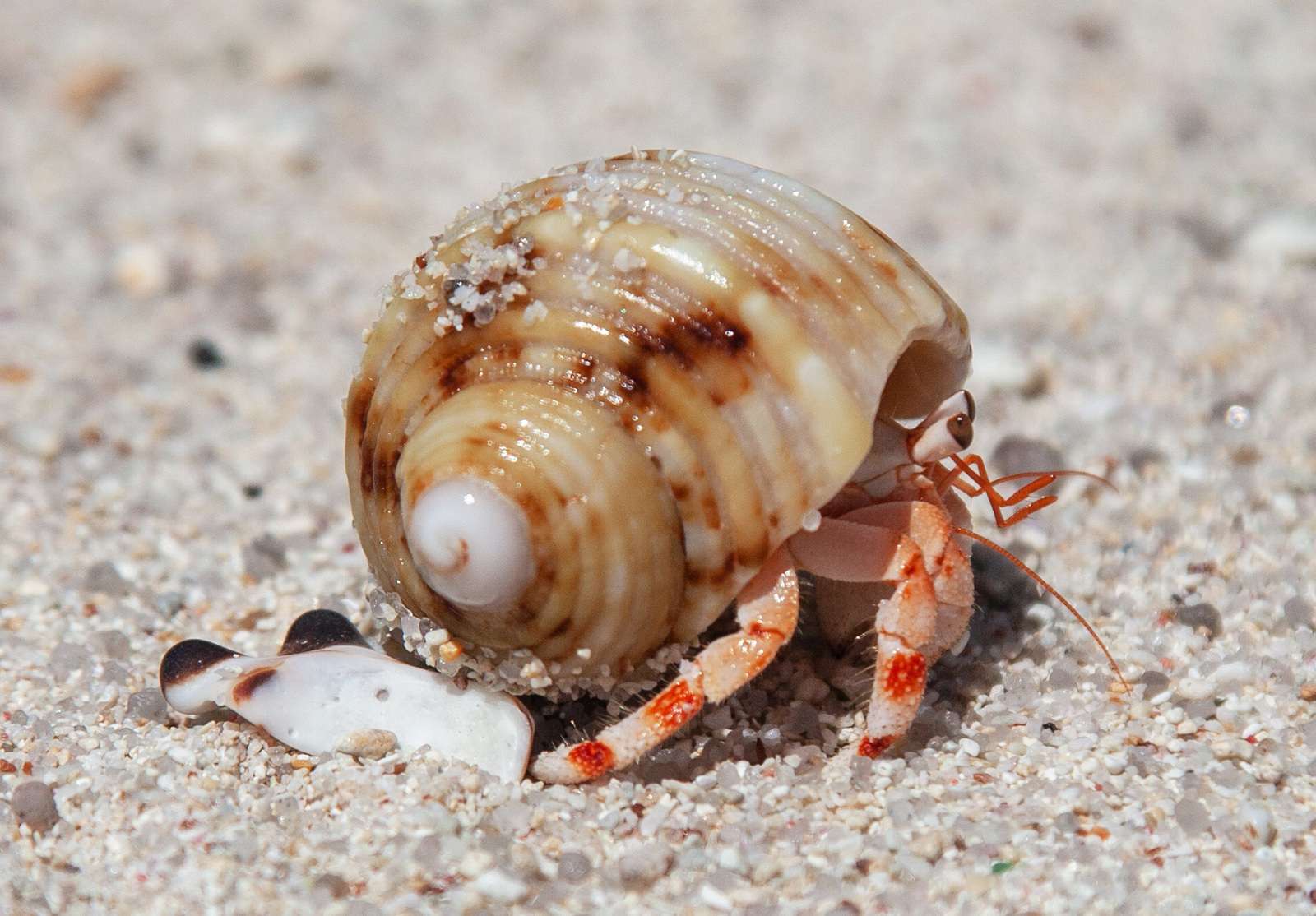 How Long Can Hermit Crabs Go Without Water