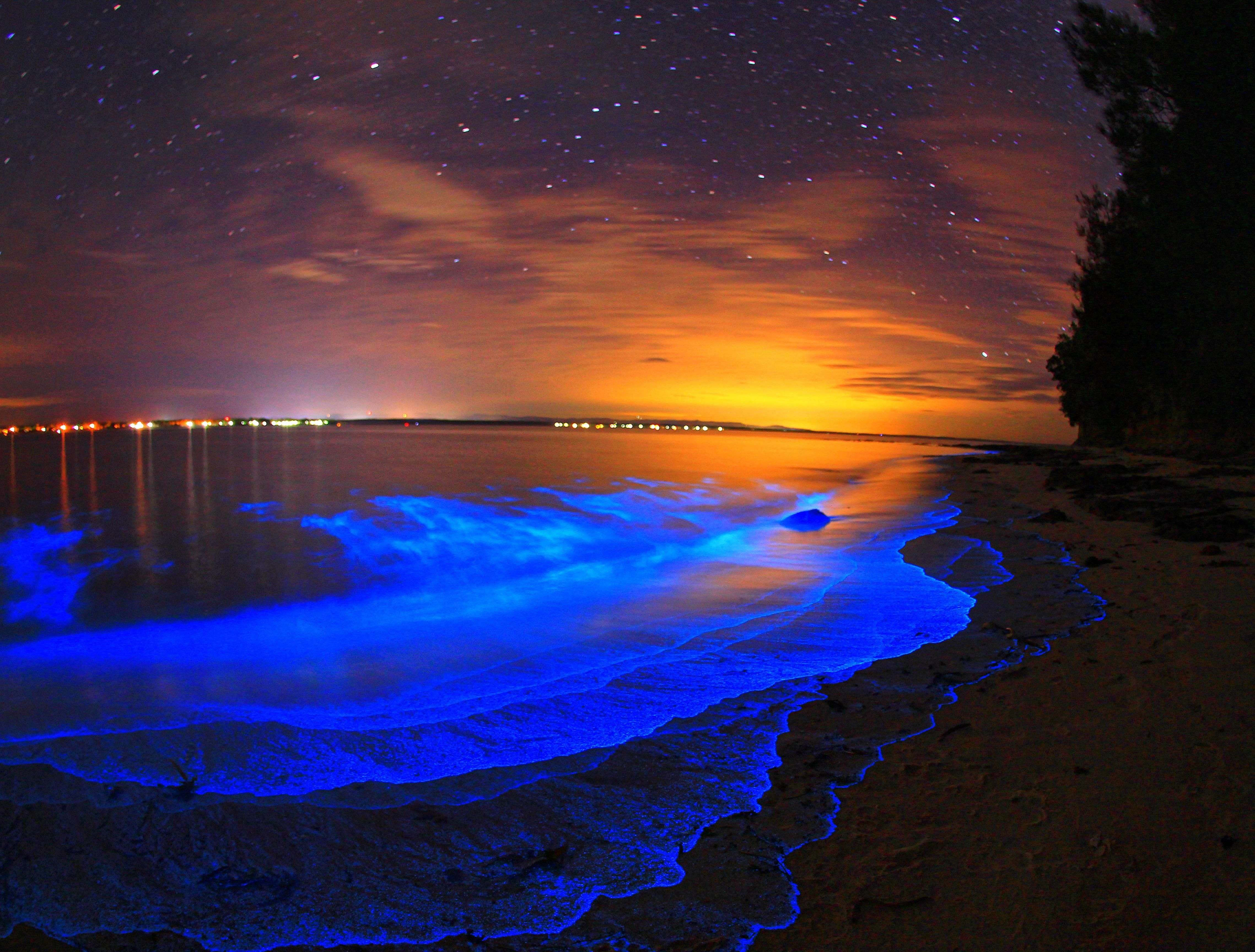 Where Is The Bioluminescent Beach As