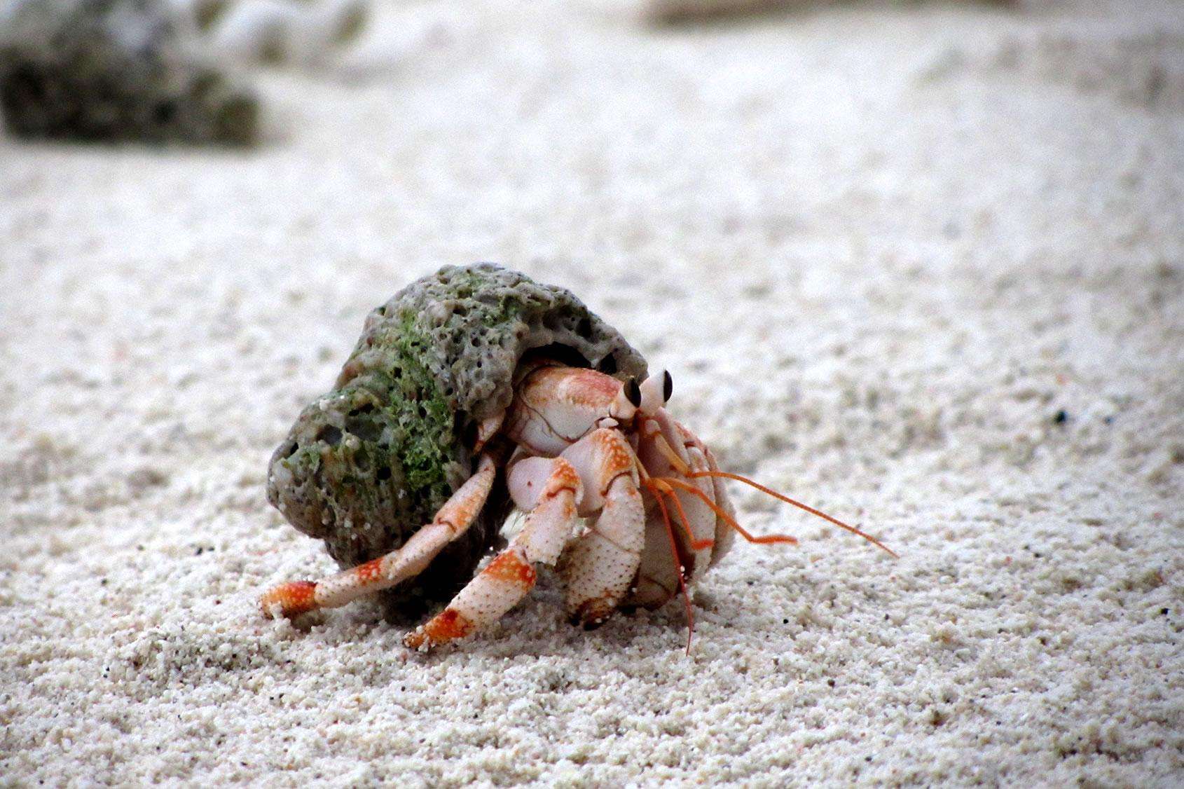 How Many Hermit Crabs Can Live Together
