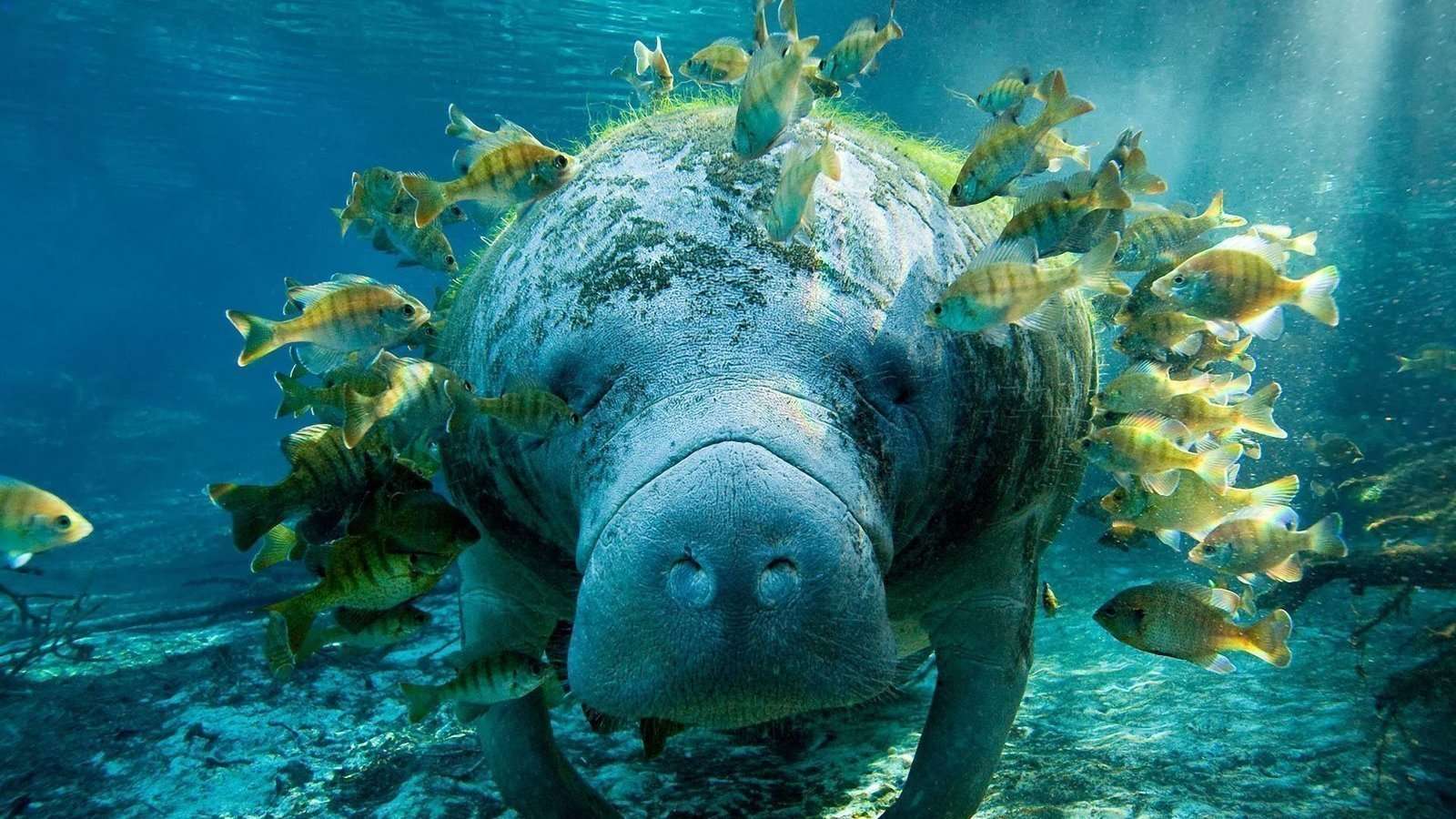 What Do Manatees Eat