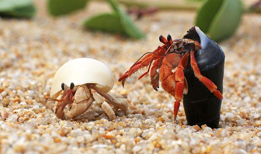 Does A Hermit Crab Pinch Hurt