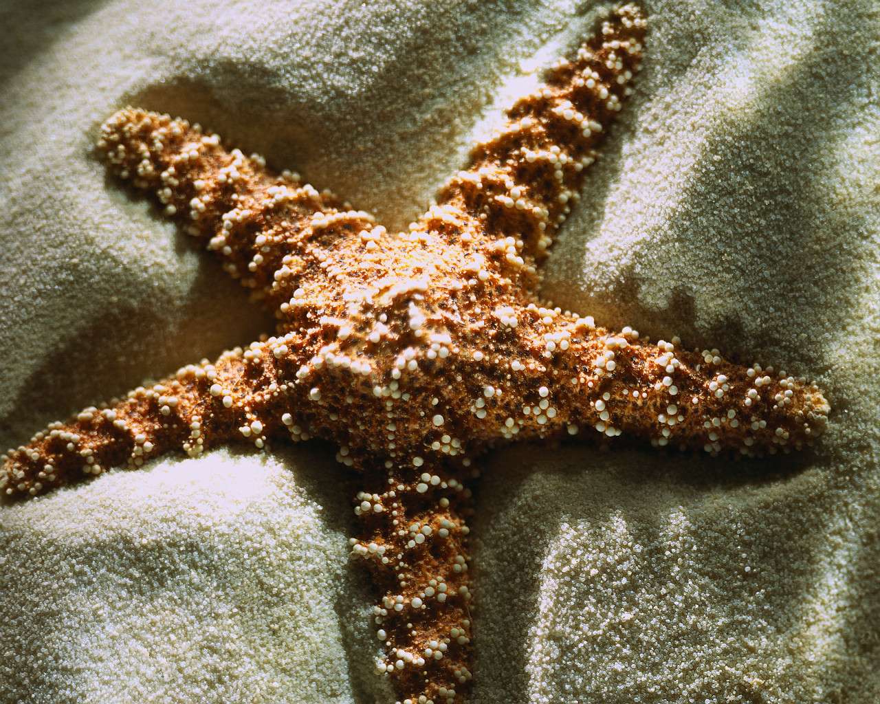 What Is A Brown Starfish
