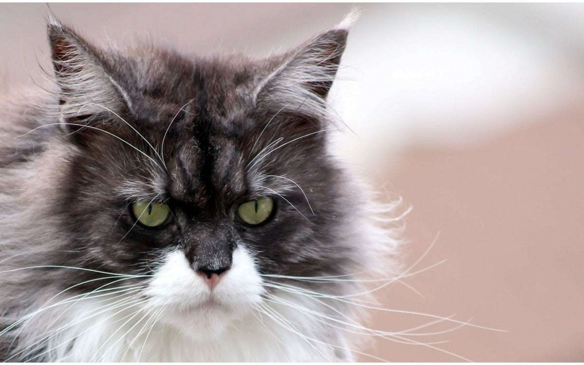 Are Maine Coons Rare