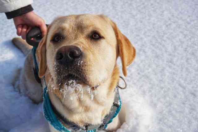 What Temperature Can Labradors Tolerate
