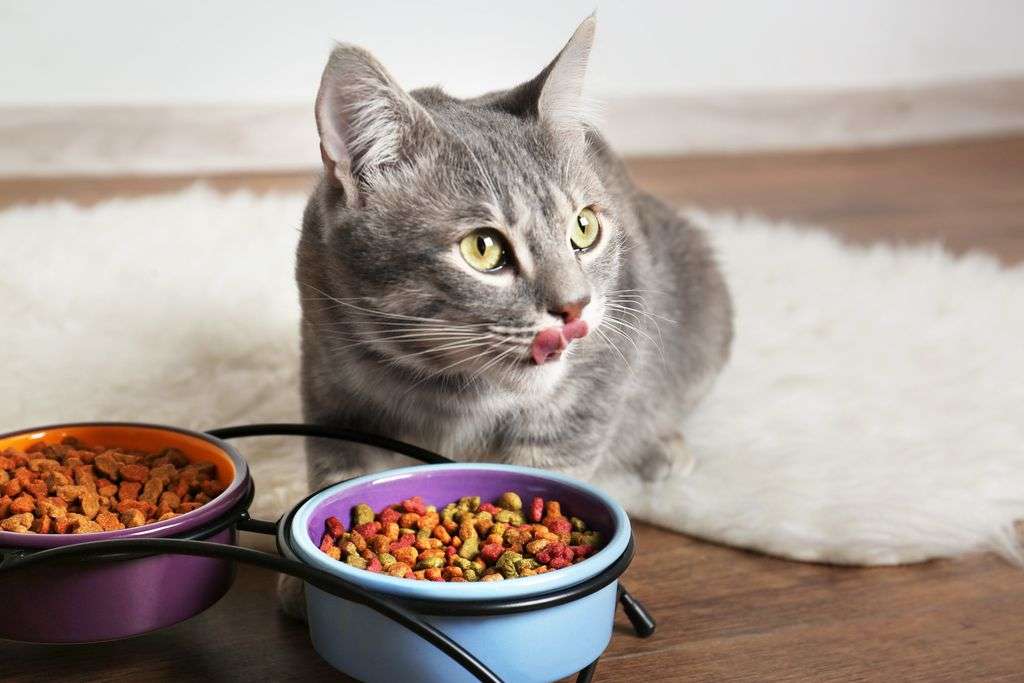 What Is Ash In Cat Food 