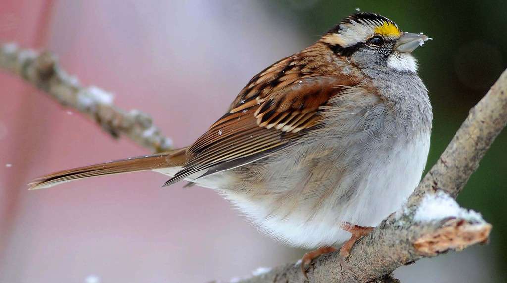 How Do Small Birds Survive Winter 