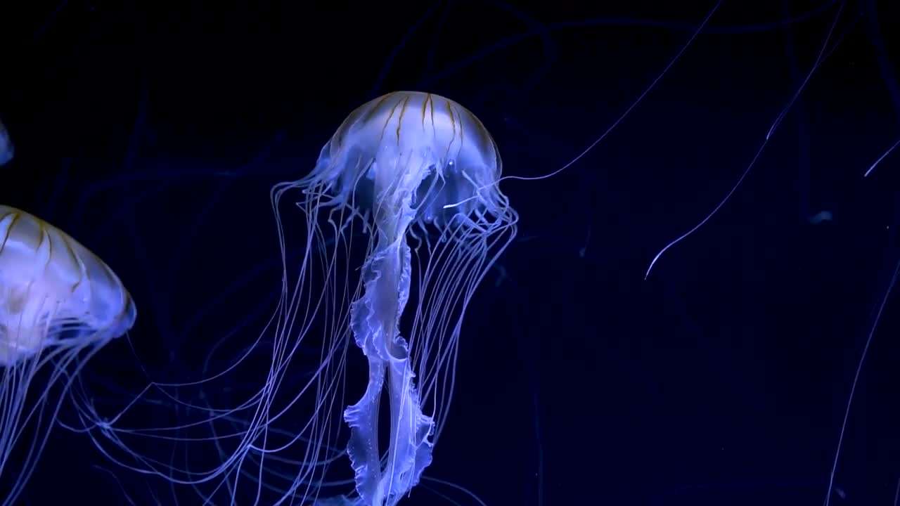 Do Jellyfish Glow In The Dark
