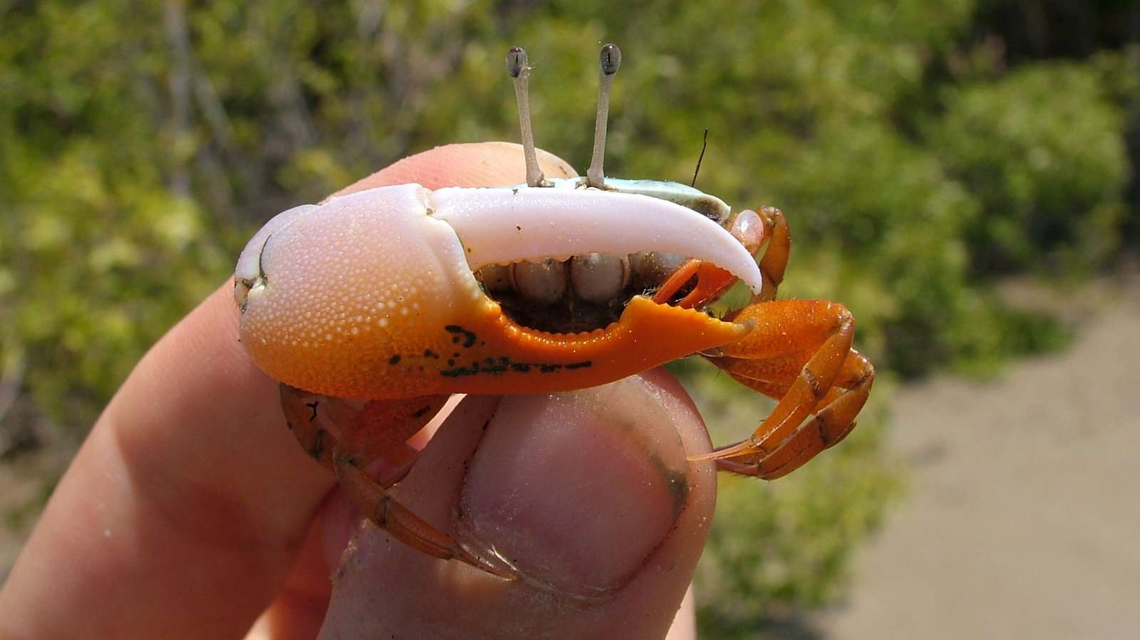 Are Fiddler Crabs Freshwater