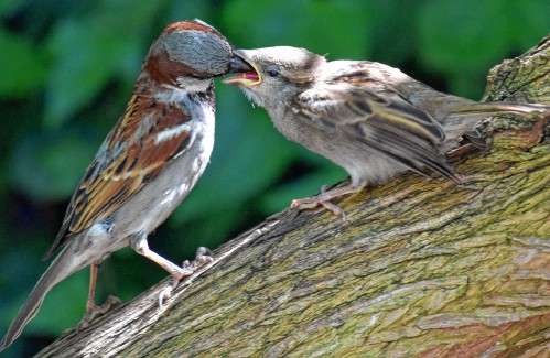 What To Feed A Fledgling Sparrow
