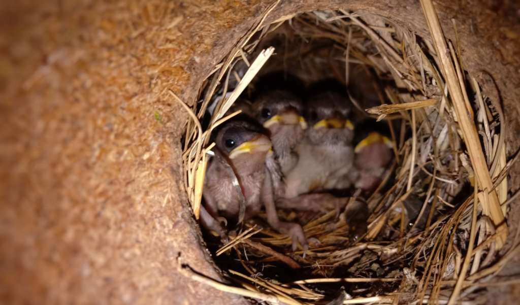 How Long Before Sparrows Leave The Nest