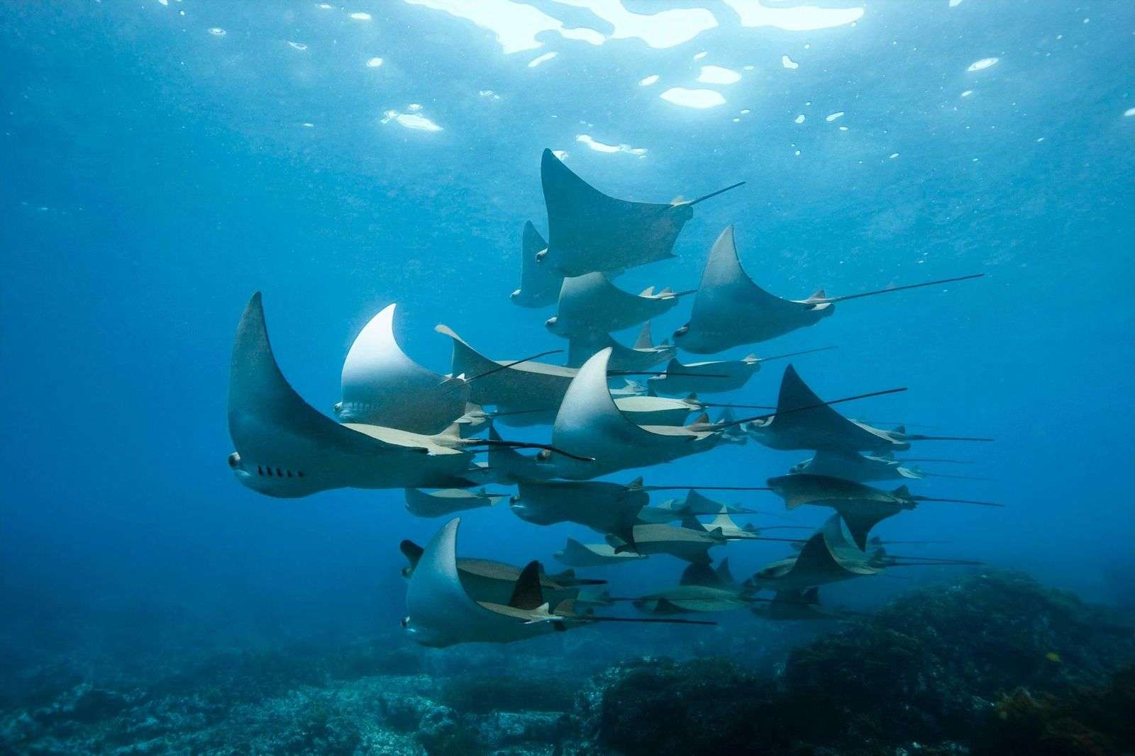 What Is A Group Of Stingrays Called
