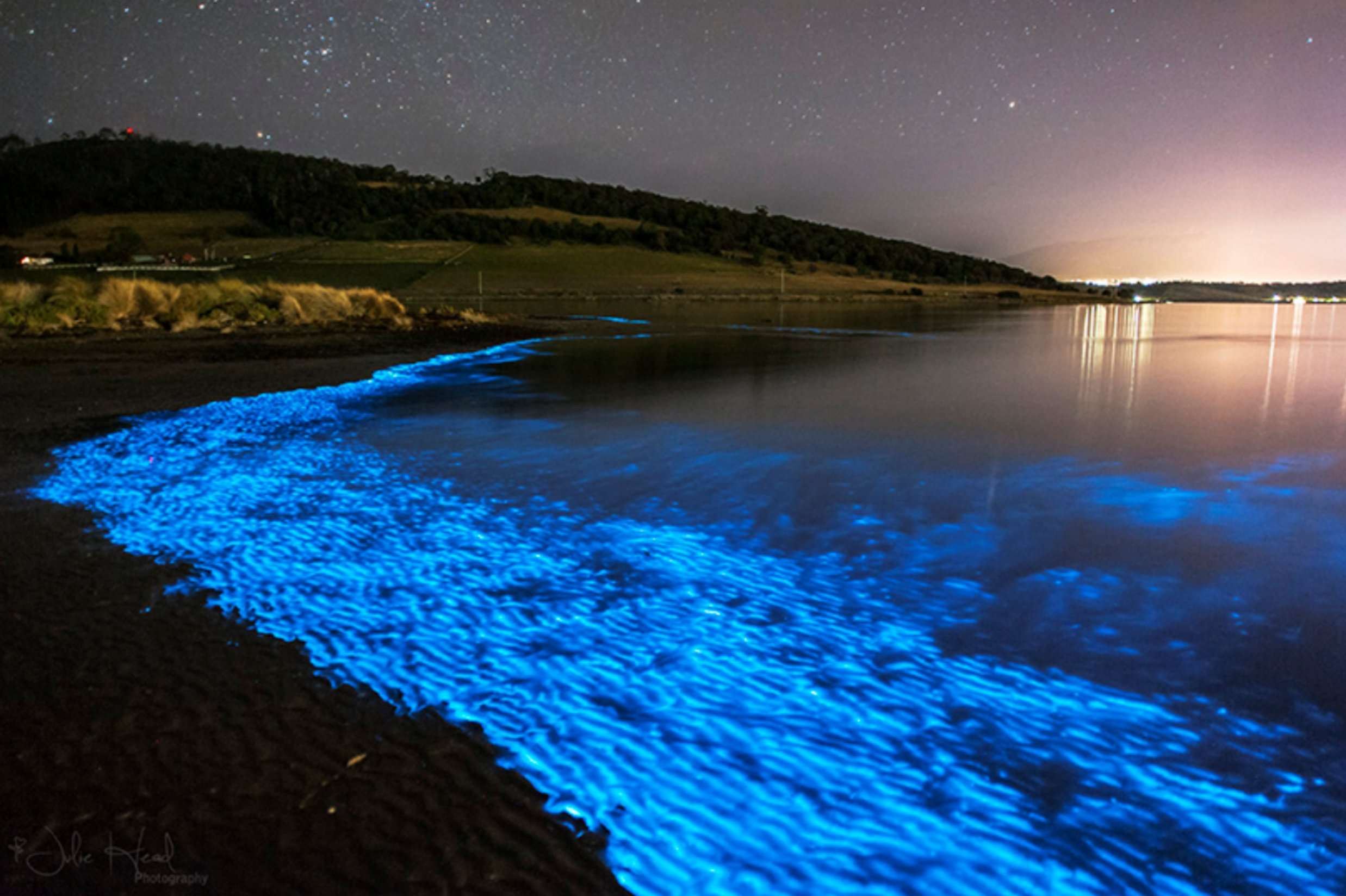 Where To See Bioluminescence In Puerto Rico