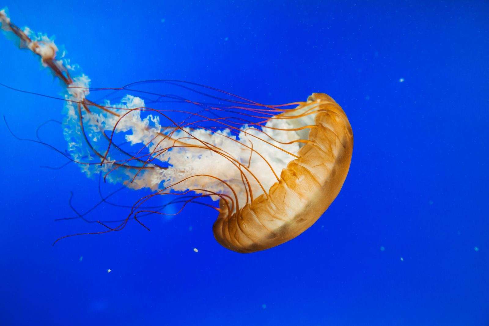 Are Jellyfish Hard To Take Care Of