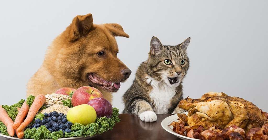 What Is The Difference Between Cat Food And Dog Food 