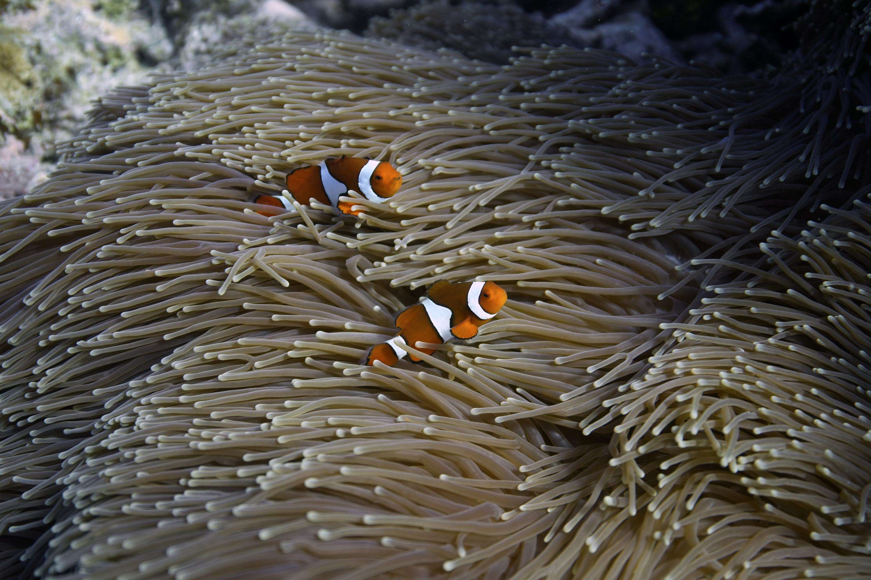 What Is The Relationship Between Clownfish And Sea Anemone