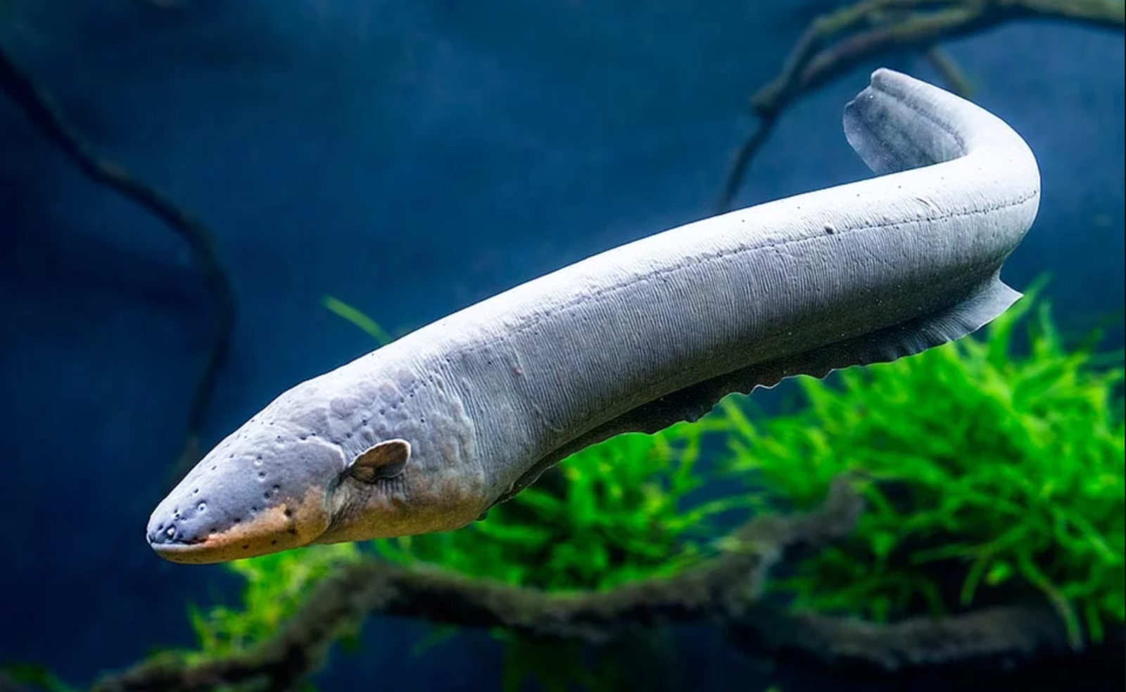 How Big Can Eels Get
