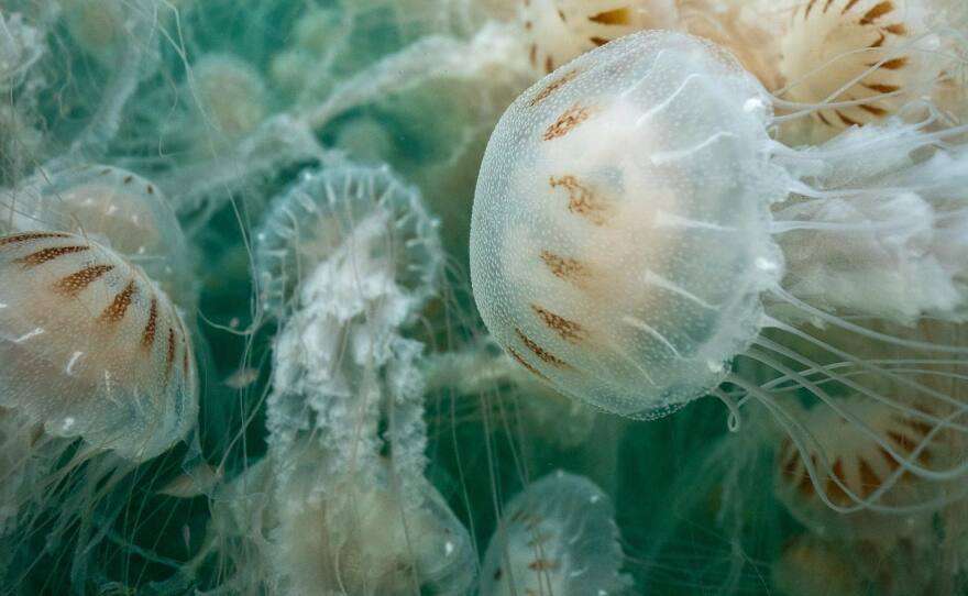 Do Jellyfish Migrate

