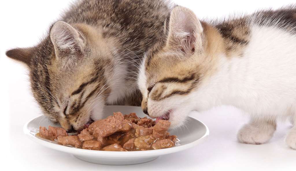 Can Cats Eat Spicy Food 