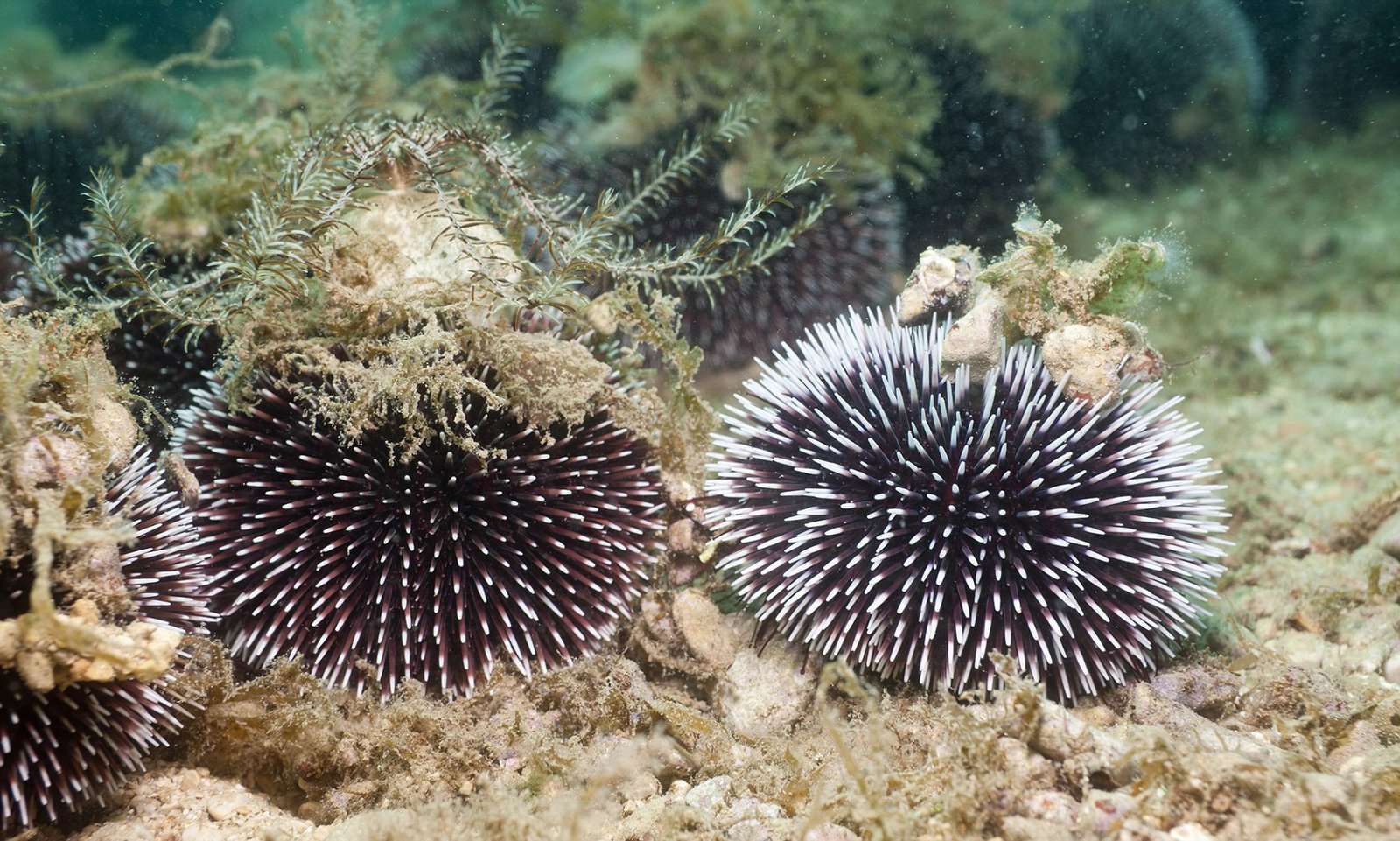 Do Sea Urchins Have Eyes

