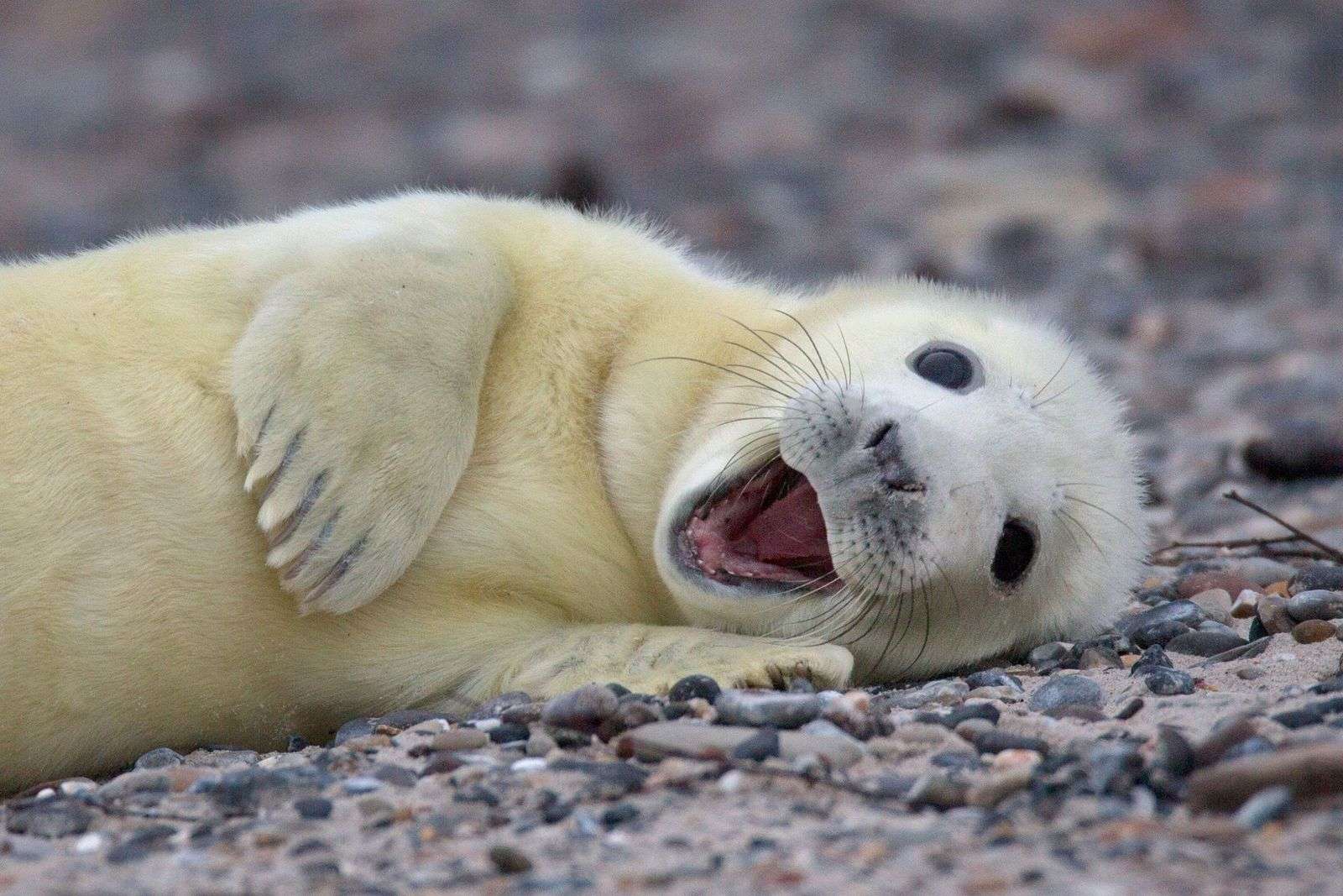 How Long Do Seals Live