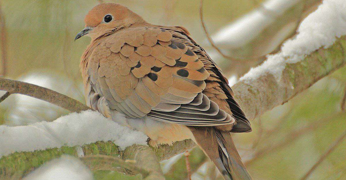 Do Doves Migrate In Winter