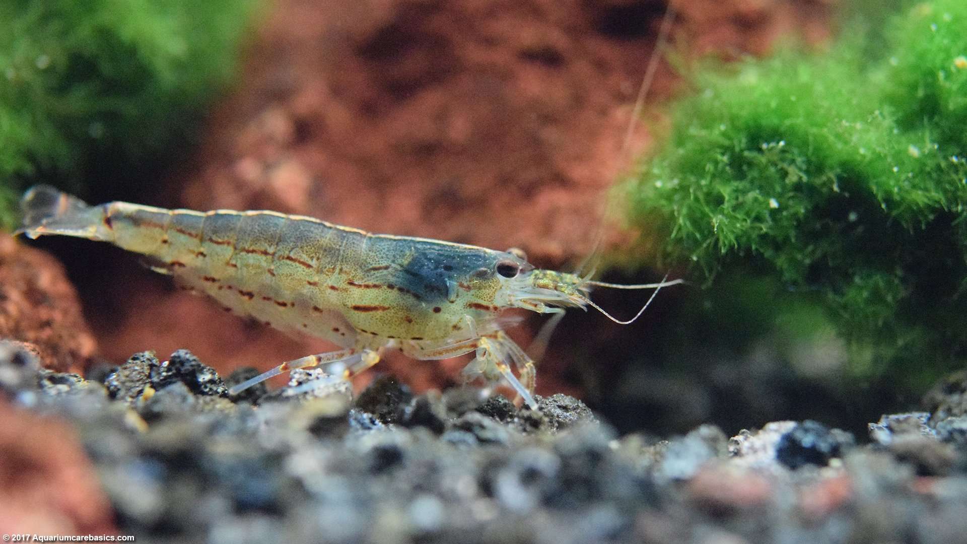 Can Brine Shrimp Live In Freshwater
