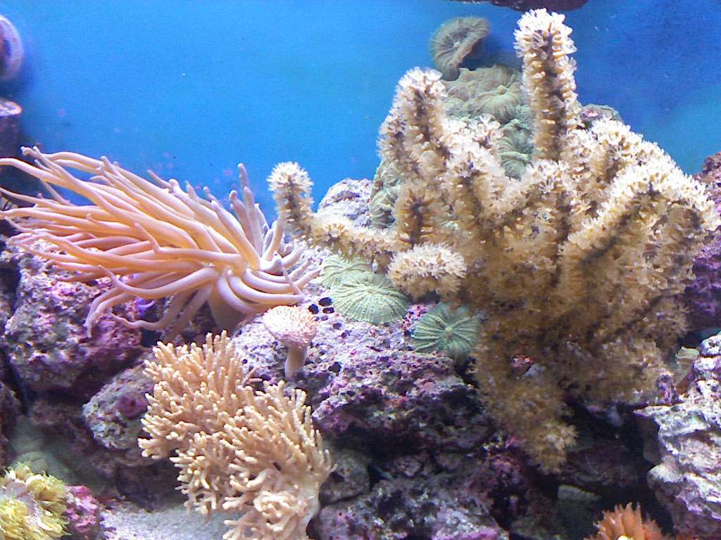 Does Coral Reef Produce Oxygen
