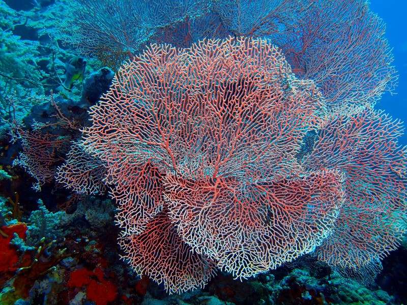 Can Coral Move
