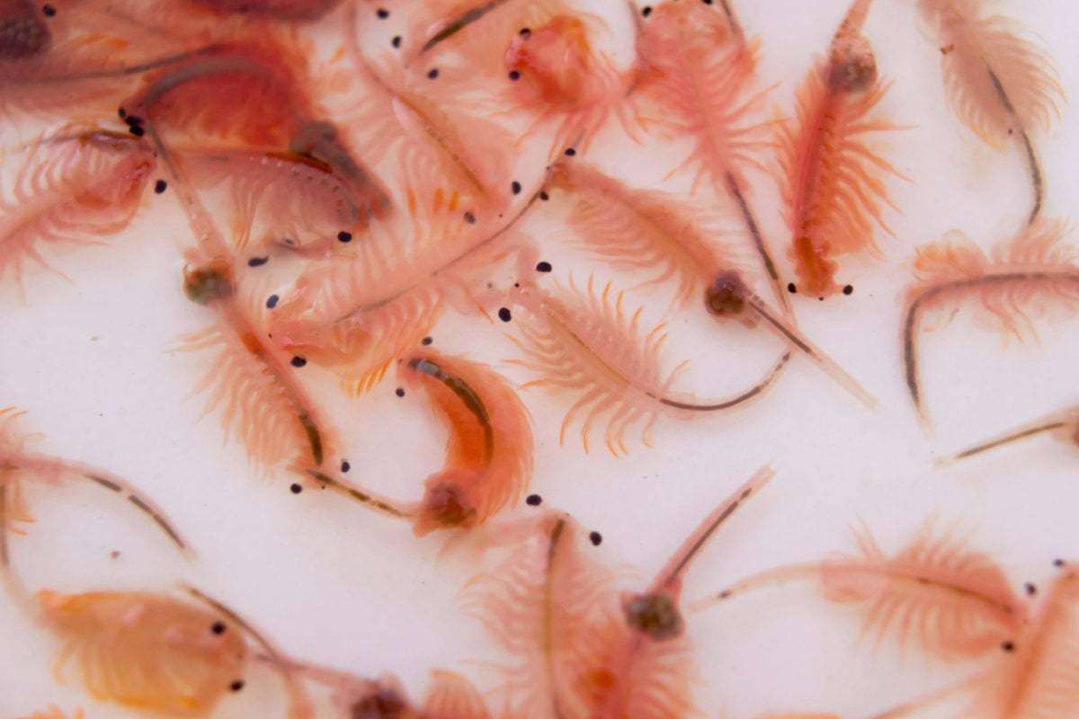 What Salinity Do Brine Shrimp Live In