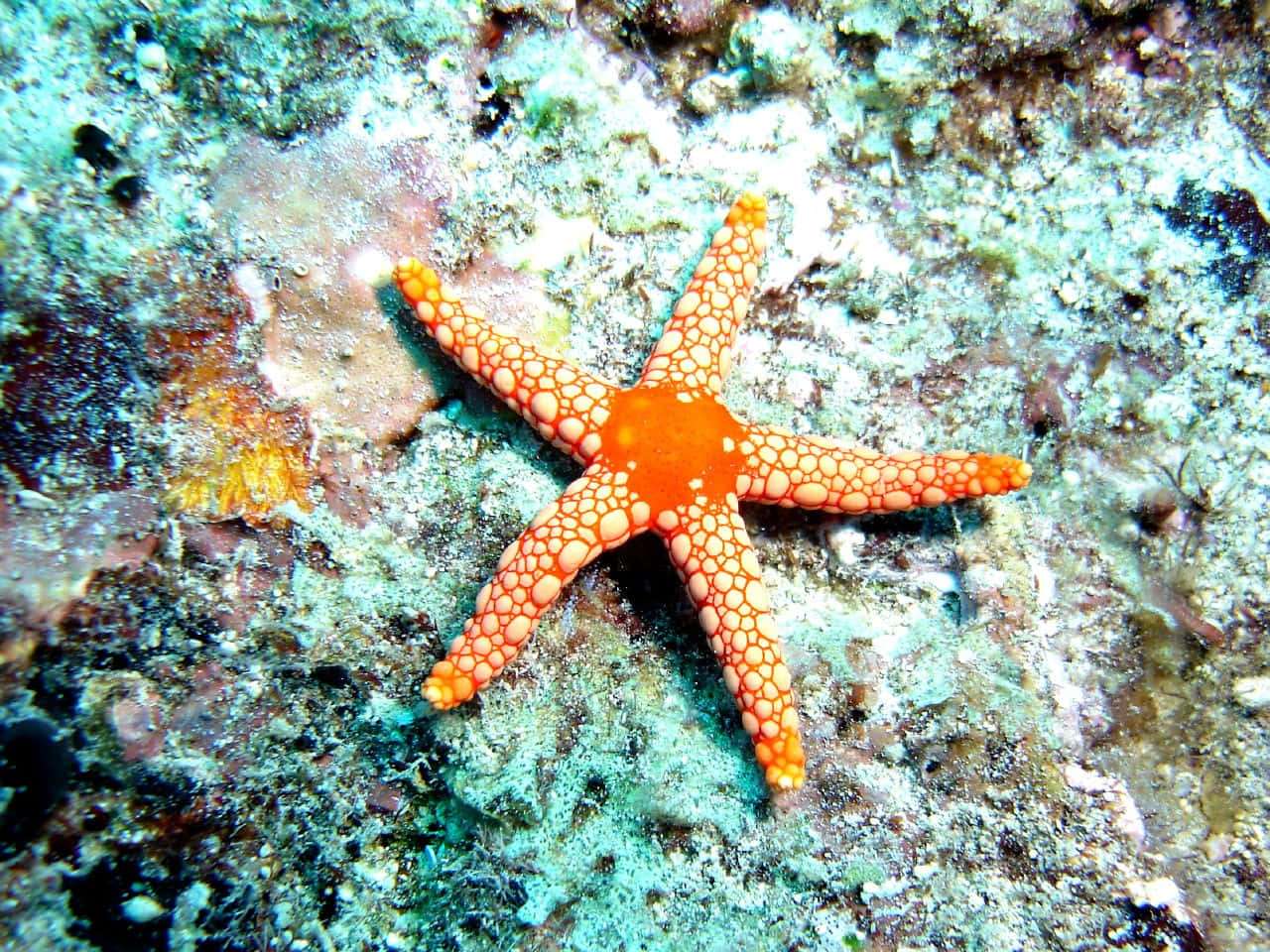 Why Are Starfish Keystone Species
