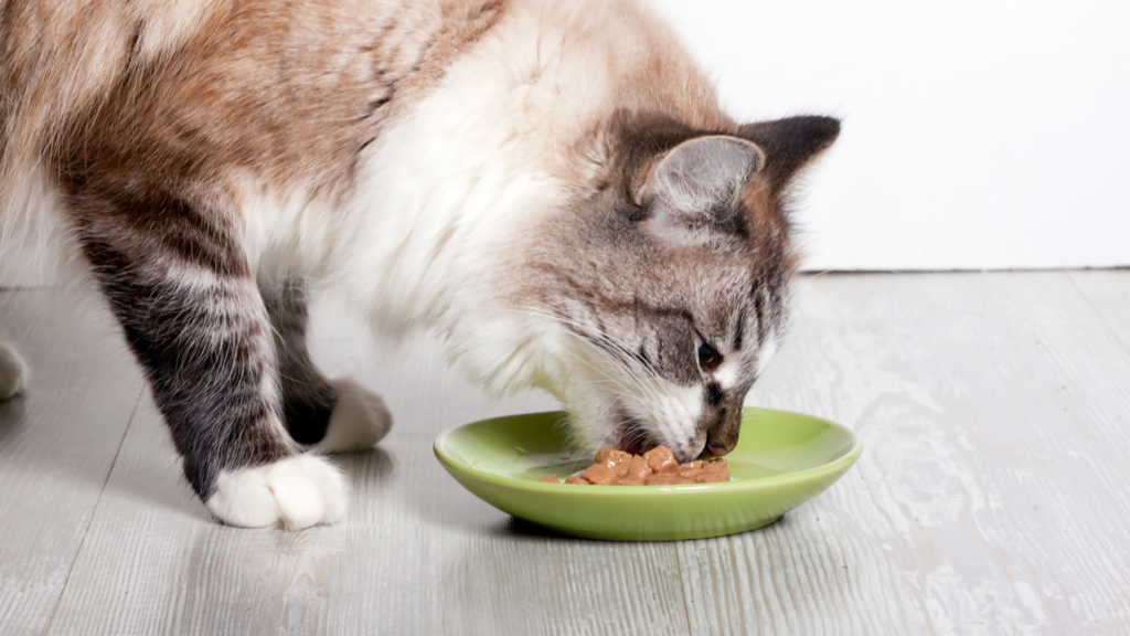 What Is Chicken Meal in Cat Food 