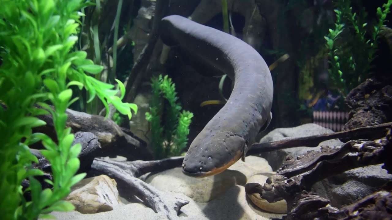 Are Eels Fish Or Snakes