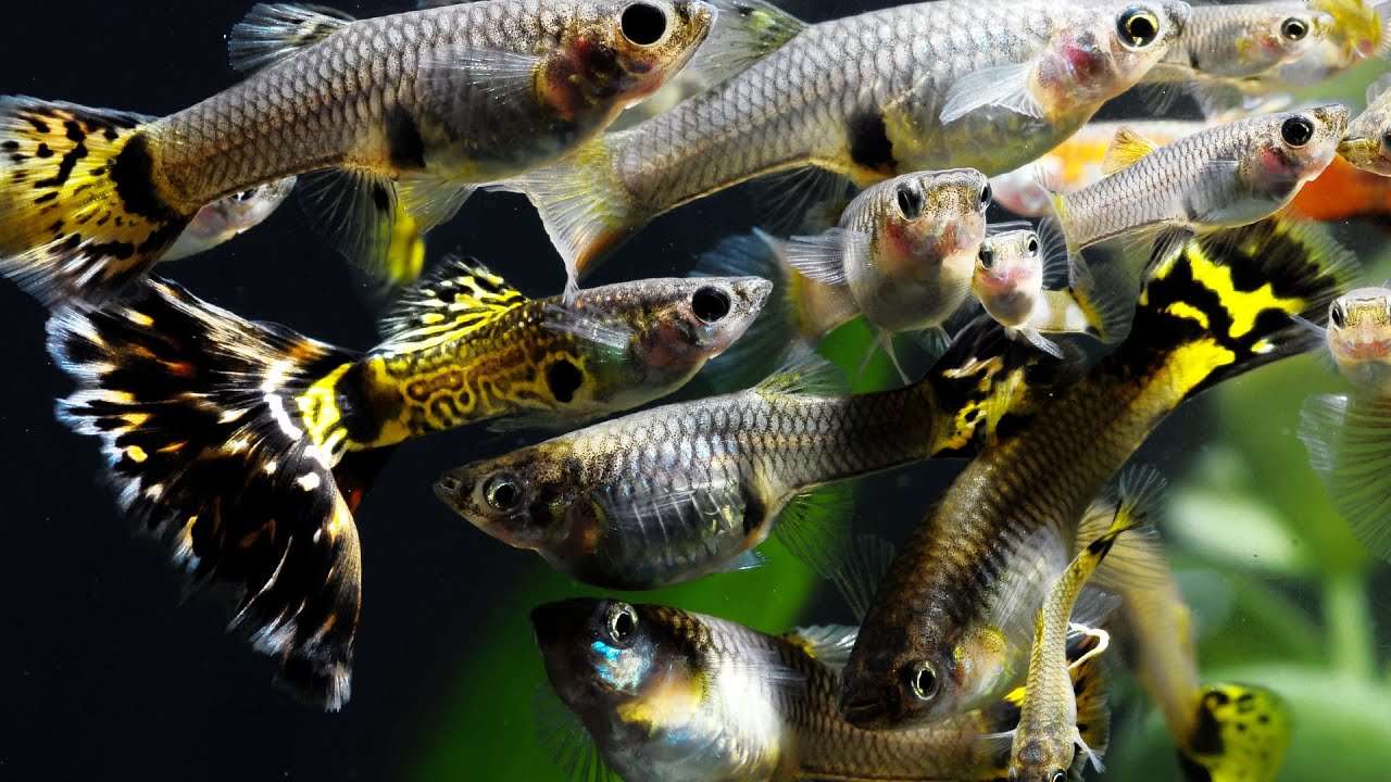 Can Endlers And Guppies Breed
