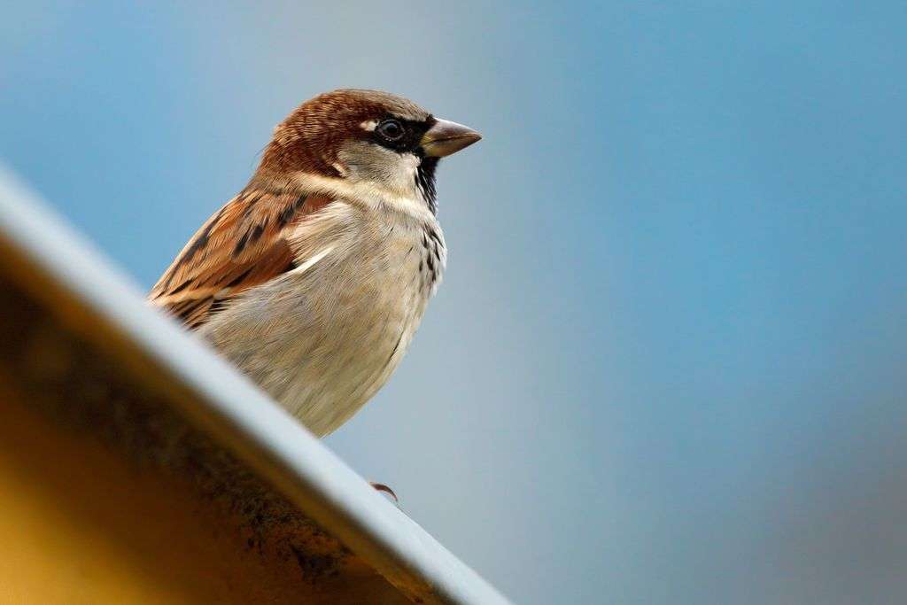 What Bird Looks Like A Sparrow But Is Smaller 
